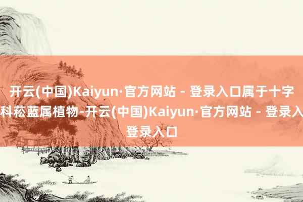 开云(中国)Kaiyun·官方网站 - 登录入口属于十字花科菘蓝属植物-开云(中国)Kaiyun·官方网站 - 登录入口